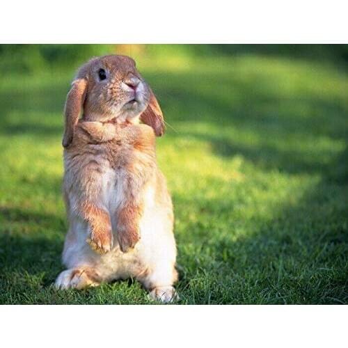 New Vintage Retro Metal Tin Sign Funny Standing Rabbit Grass Animal Outdoor Street Home Bar Club Kitchen Restaurant Wall Art