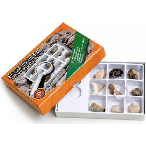 Fossil specimens of nine natural marine animals and plants Magnifying glass box Science popularization materials for students