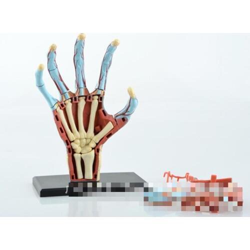 Hand structure model primary and secondary schools teaching equipment, medical model of biological puzzle assembled master, teac