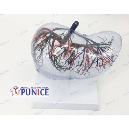 Transparent liver model Liver anatomical model