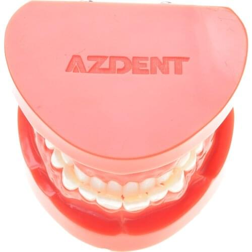 AZDENT ZYR-7004 Dental Study Teaching Tooth U Standard Teeth Red Model 7004 Adult Standard Typodont Demonstration Model Teeth