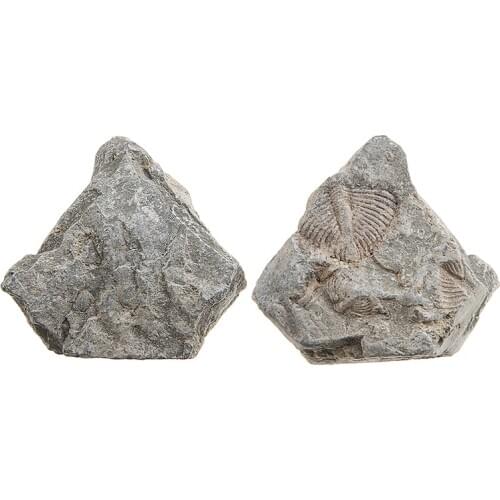 1pc Natural Trilobite Fossil Tail Fossil Ancient Fossils Teaching Specimens For Collection Science 25-40mm