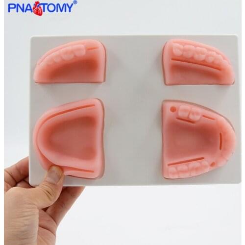 Silicone Oral Cavity Gum Suture Model Teeth Gingiva Practice Tool Dentist Used Medical Teaching Equipment With Base