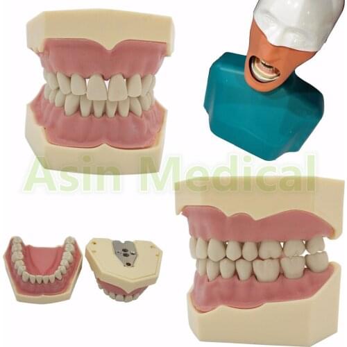 New Dental Soft Gum Teeth Model Removable 28pc/32pc Teeth NISSIN 200 KAVO head model Compatible dentist teaching learning