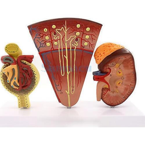 Anatomical Model Kidney Section Nephrons Blood Vessels Kidney Glomerulus Medical Science Model