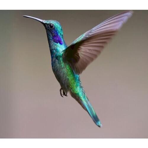 Painting By Numbers Hummingbird Animal Picture By Number DIY Framed On Canvas Home Decoration Art Supplies Unique Gift