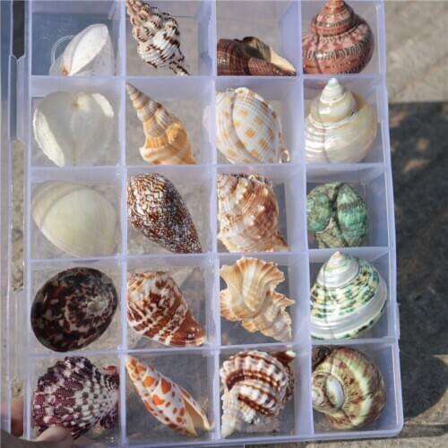 Natural Conch Selection Specimens Conch Shell Container Gift Boxes Shells Gifts Gift Friends Decoration Crafts Shells Starfishes