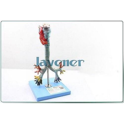 Life Size Human Anatomical Throat Weasand Bronchi Anatomy Medical Model