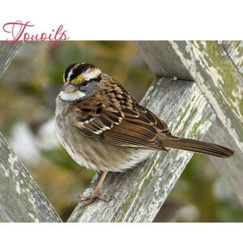 Touoilp Diamond embroidery sale"Bird sparrow"diamond painting full diamond mosaic puzzle picture of rhinestones cross-stitch