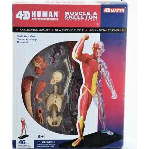 4D Human body tissue model - muscle and nerve skeleton assembly biological teaching equipment