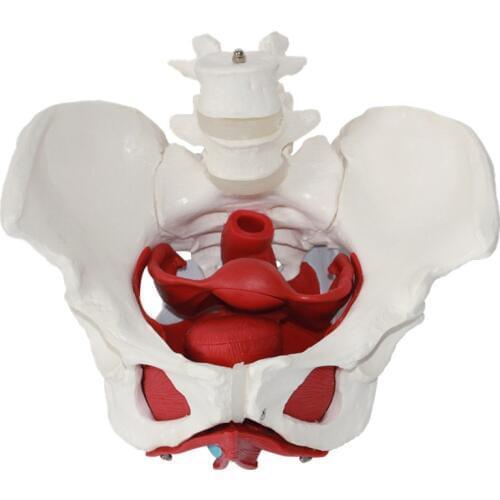 Female pelvis with organs, vessels and nerves model, female pelvis anatomy model