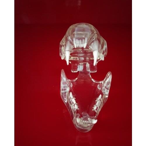 High-quality Transparent Cat teeth Veterinary teaching catamount Transparent anatomical model free shipping