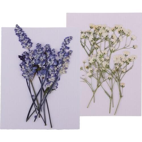 20x Pressed Dried Flowers Real Babysbreath Sage DIY Scrapbooking Arts Crafts