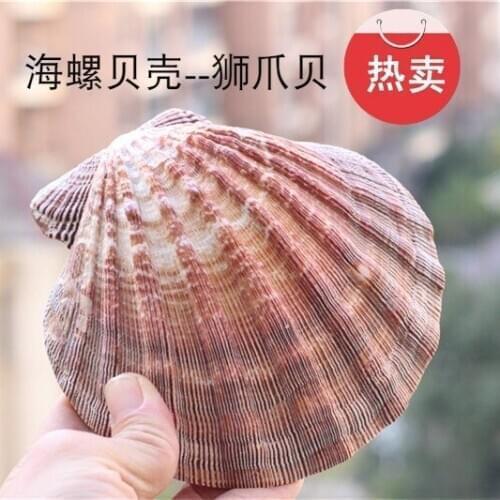 Hot Sale Natural Lion Claw Shell Super Thick Shell Home Decorations Scallop Photography Props Plate Fish Tank Decoration