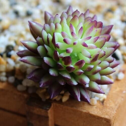 Home Decoration Artificial Lifelike Succulents Flower PVC Plant Garden Miniature DIY Home Floral Decorative Flower