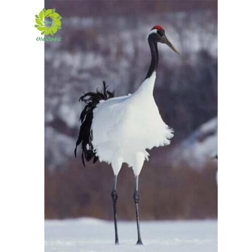 DIY Round Diamond Painting "Animal" Full Drill Square Round Diamond Embroidery 5D Cross Stitch Decoration Home