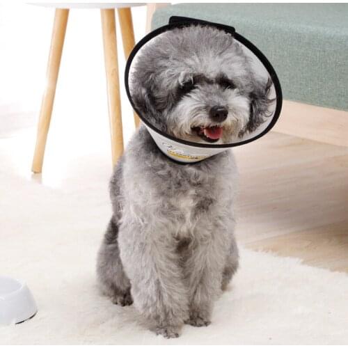 Transparent Terrier Small Dog Harness Pet Collar Detachable Collar for a Dog Accessories