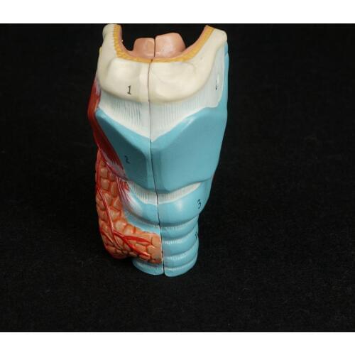 Human Larynx Anatomical Model - Medical Anatomy Skeleton Throat Model 1:1 Size