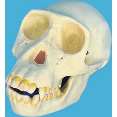 Chimpanzee Skull Model Skeleton chimp Skull
