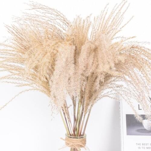 10/20/30 Pcs Natural Dried Small Pampas Grass Natural Village Dried Flowers Reed Ornaments Wedding Pampas Indoor Home Decoration