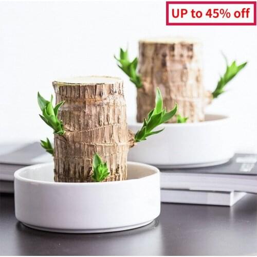 Cute Lucky Wood Plant Brazilian Wood Hydroponic Water Potted Plant Stump Mini Plant Indoor for Office Home Desktop Decoration