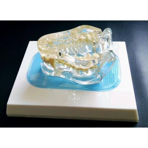 Transparent dog tooth model animal model of canine bone pet veterinary teaching free shopping