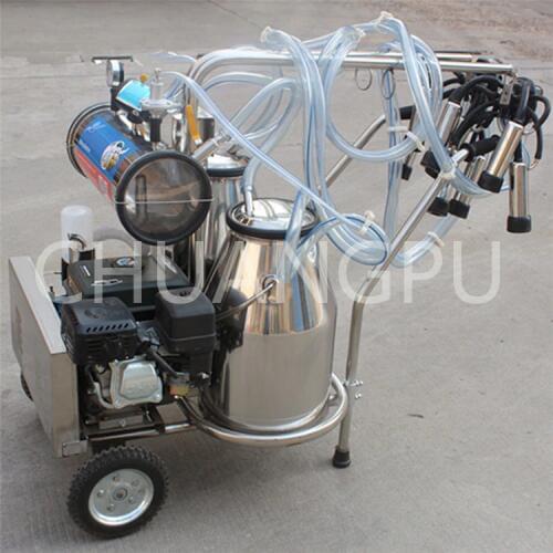 Dairy farm single milk bucekt cow melk maschine