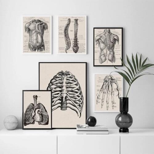 Vintage Poster Human Anatomy Artwork Muscle Skeleton Medical Wall Picture Nordic Canvas Painting Print Education Home Decor