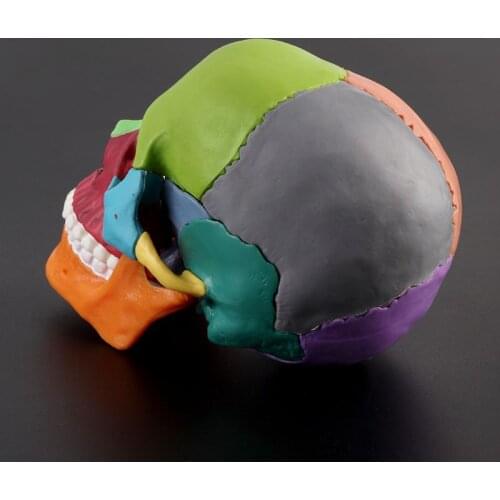 C90C 15pcs/set 4D Disassembled Color Skull Anatomical Model Detachable Teaching Tool