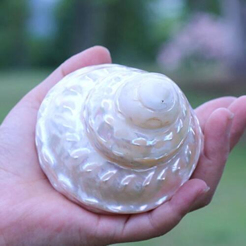 1pcs Large luminous pearl turrets specimen conch Mediterranean home collection conch aquarium landscaping window decoration