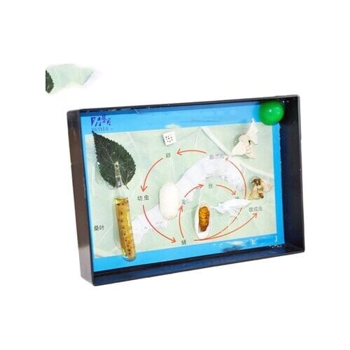 Experimental teaching of biological observation of silkworm life history specimens