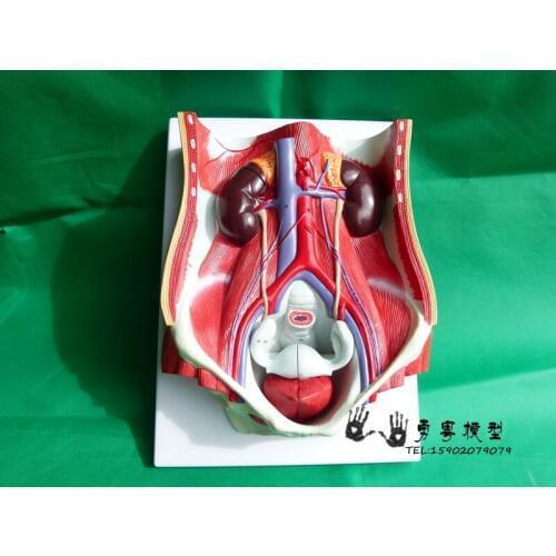 1:1 natrual size human body Sex bladder urinary system exchange Presentation model Abdominal anatomy model Pelvis. with muscle