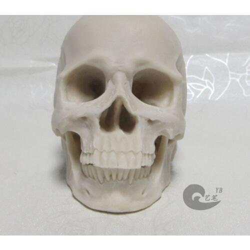 1: 2 white resin skull model drawing skull of a human musculoskeletal anatomy Arts skull model free shipping