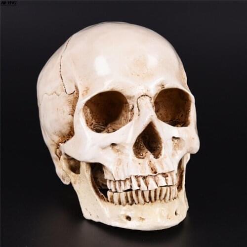 Resin Replica Medical Model Lifesize 1:1 Halloween Home Decoration High Quality Decorative Craft Skull