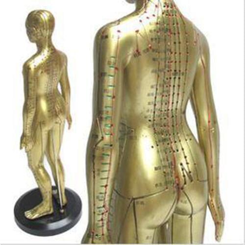 Meridian model human acupuncture point human body model 50cm Medical Education Appliances male