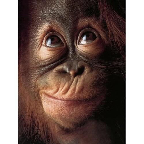 5D Diy Diamond Painting Cross Stitch Animals Monkey Embroidery Mosaic Full Square Round Drill Rhinestones Home Decor Needlework