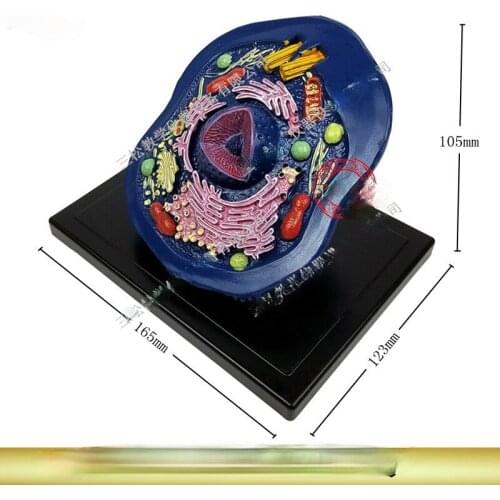 Animal Cell Model Microstructure Anatomical Model Middle School Biology Teaching Biological Cell Equipment