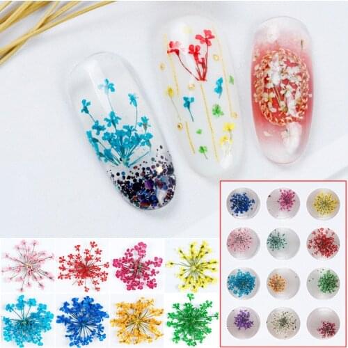 20pcs Pressed Dried Ammi Majus Flower Plants For Nail art Epoxy Resin Pendant Necklace Jewelry Making Craft DIY Accessories