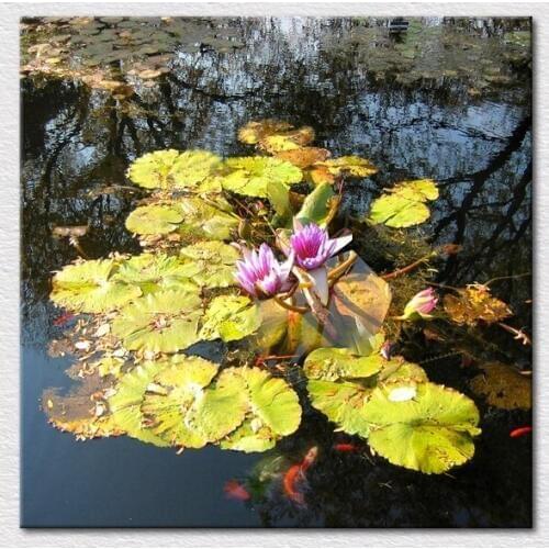 Canvas prints wall decorations art photo picture carps swimming in Lotus pond under lotus flowers living room art