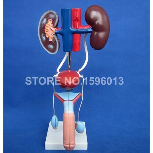 HOT Male Urogenital System Model, Anatomical Model of Urinary System, Detachable Genital Organs