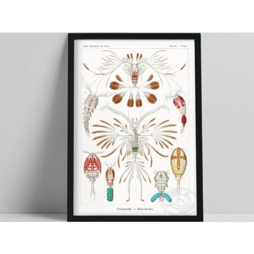 Vintage Sea Animal Hand Painted Colored Poster, Surrealist Science Art Prints, Nordic Style Marine Biology Home Wall Decor Gift