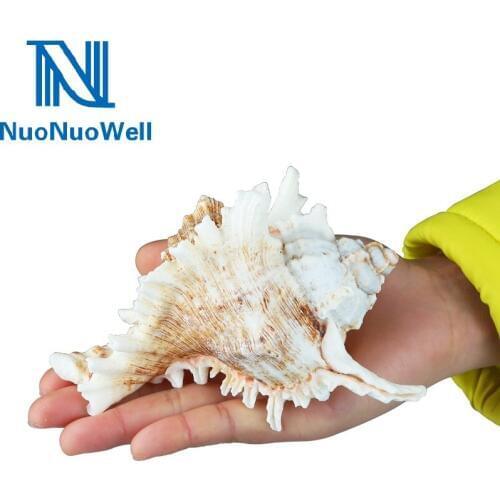 10Types 500g Fish Tank Landscape Natural Conch Shells Decoration Pure Natural Craftwork Wedding/Party Props Aquarium Background