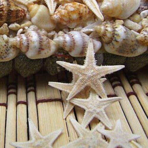 HappyKiss 50pcs Natural Sea Star Wishing Bottle Starfish DIY Wall Stickers Adornment Material SIZE:1cm-2cm Free Shipping