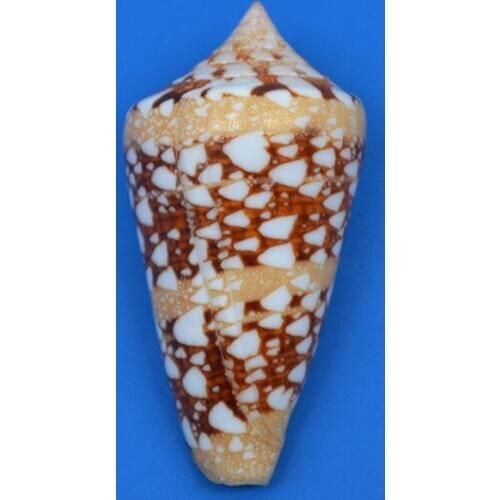 Aquarium Seashells Craft Decor Natural DIY Shell Conch Starfish Landscape Tank Decorative Ornaments Nautical Home Decor