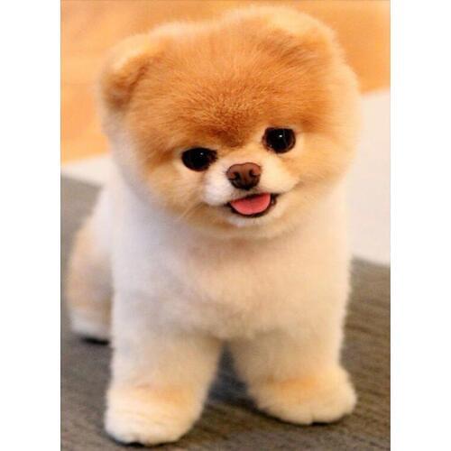 5d diy diamond painting Animals Pomeranian pattern full square round diamond embroidery rhinestones mosaic home decoration CV71