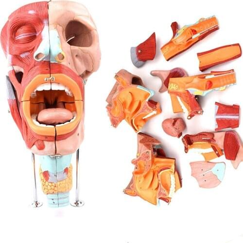 Double size 10 pcs nostril and throat model Tongue neck laryngeal cavity muscular neurovascular otorhinolaryngology for teaching