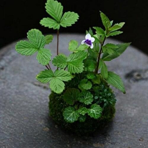 Ball Shape Moss Ball Flower Pot Orchid Container Window Box Garden Decor