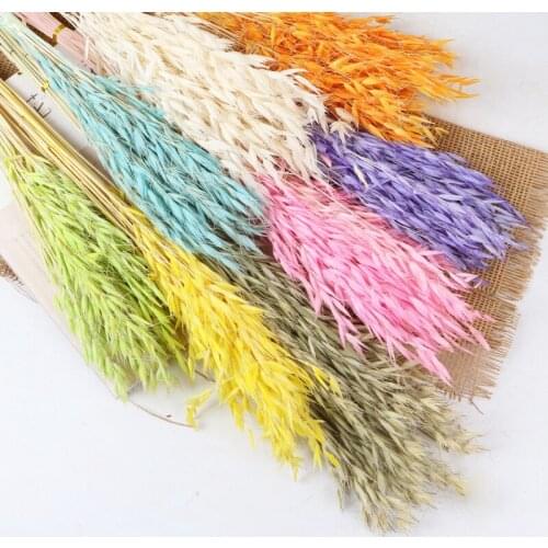 New Arrival Dried Natural Plant Oats Branch,Real Dry Eternal Ears of Wheat Flower Bouquet For Home Room Decor,Wedding Decoration