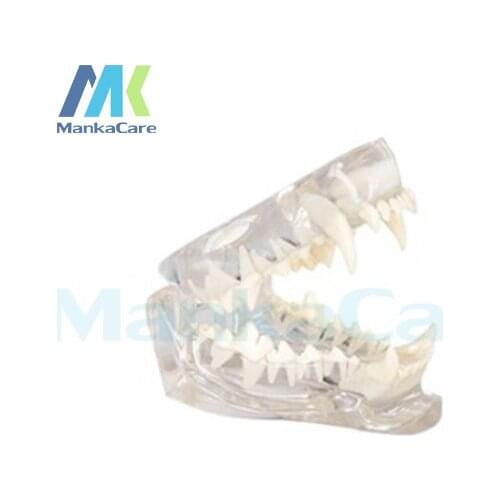 Manka Care - Cat Dentition Mode Oral Model Teeth Tooth Model