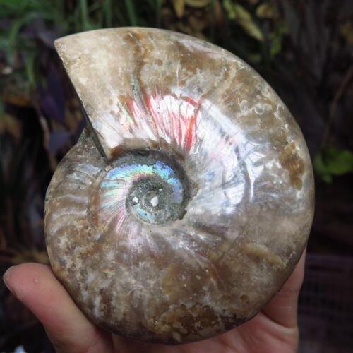 380g Natural conch fossil specimens of Madagascar